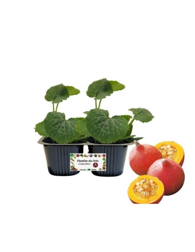 Zucca Uchiki Kuri Linea gold pack da 2 piante 