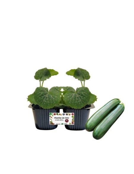 Zucchino Vaso 10