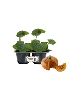 Zucca la Dolcissima Linea gold pack da 2 piante 