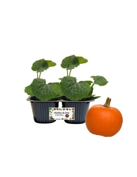 Zucca Halloween Vaso 10