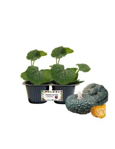 Zucca Marina di Chioggia Vaso 10