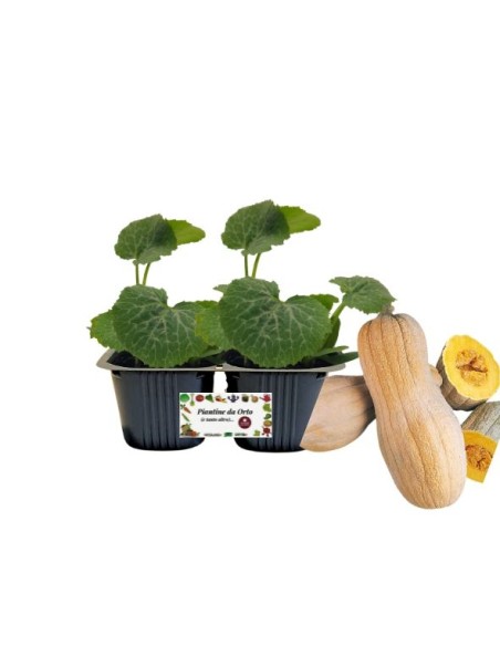Zucca Violina Linea gold pack da 2 piante 