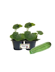 Zucchino Striato Linea gold pack da 2 piante