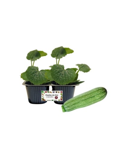 Zucchino Striato Vaso 10