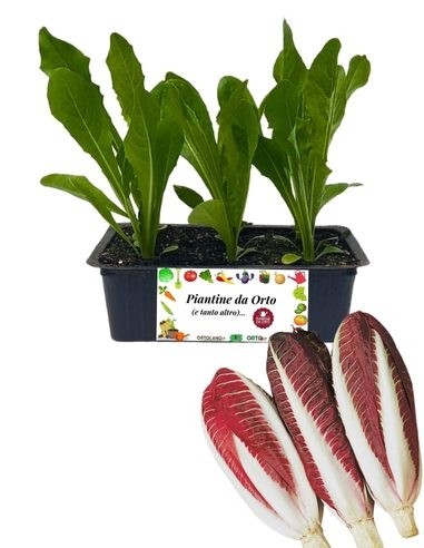 Radicchio Chioggia Tardivo pack da 9 Piantine