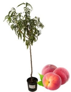 Pesco Bianco Precoce Vaso 22