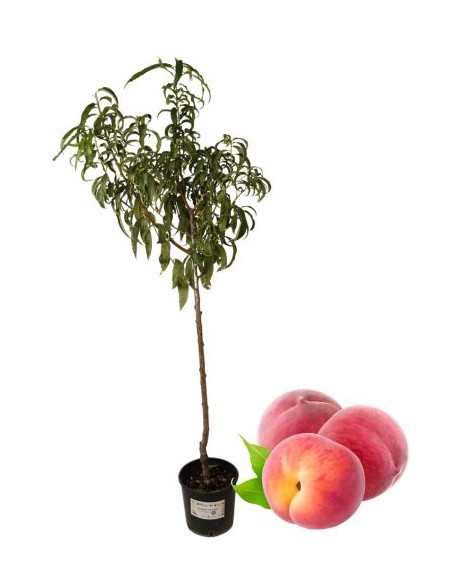 Früher weißer Pfirsich, Topf 22