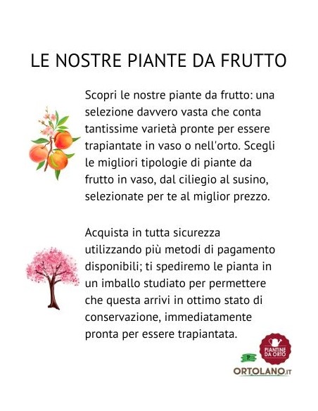 Früher weißer Pfirsich, Topf 22