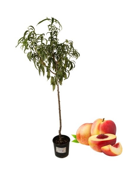 Pesco Bianco Tardivo Vaso 22