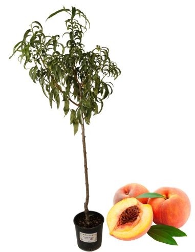 Früher gelber Pfirsich, Topf 22