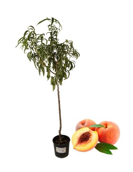 Früher gelber Pfirsich, Topf 22