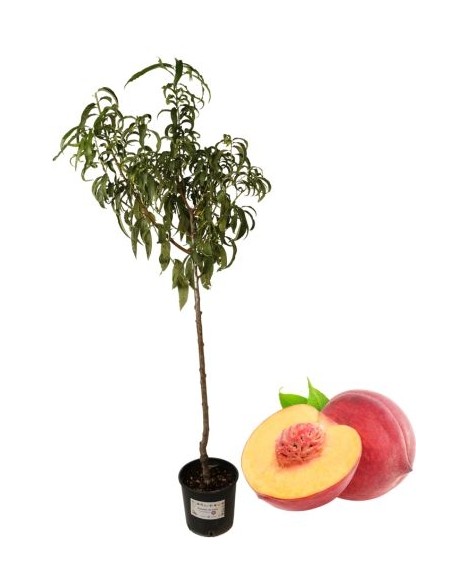 Pesco Giallo Tardivo Vaso 22