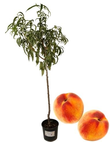 Pfirsich-Percoca-Vase „Settembrino“ 22