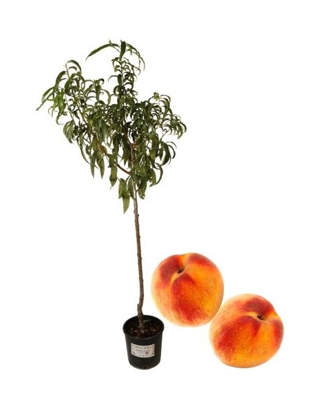 Pesca Percoca "Settembrino" Vaso 22