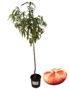 Pesca Platicarpa Vaso 22