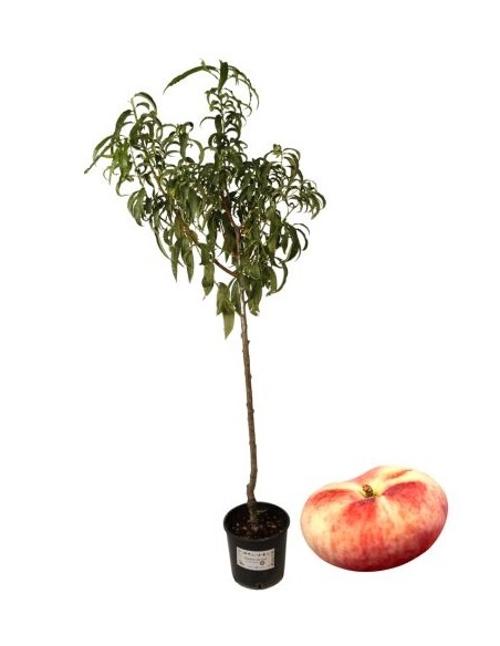 Pesca Platicarpa Vaso 22