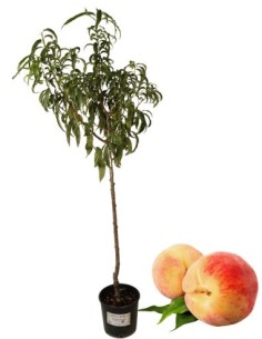 Pesco Noce Bianco Precoce Vaso 22