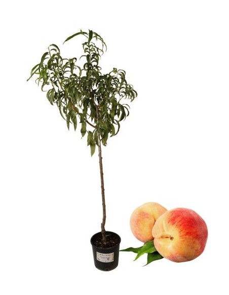 Früher weißer Walnuss-Pfirsichtopf 22