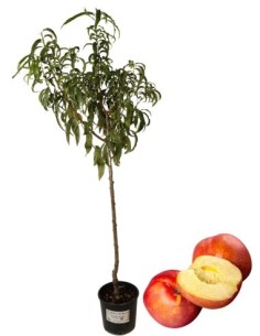 Späte Weiße Walnuss-Pfirsichbaum-Topf 22