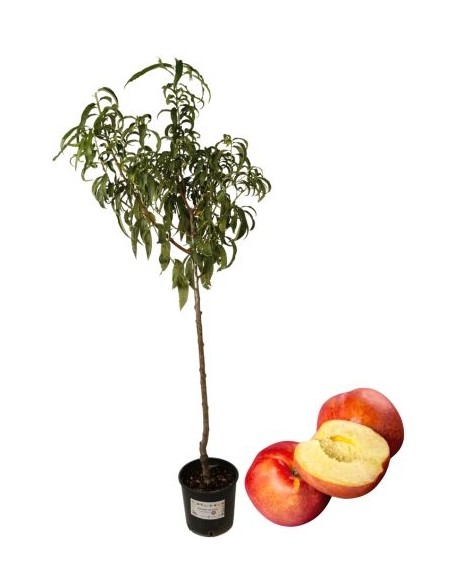 Späte Weiße Walnuss-Pfirsichbaum-Topf 22