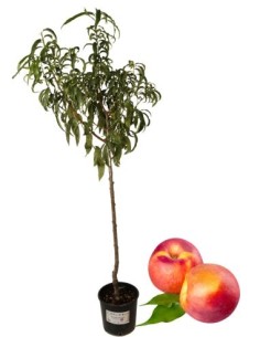 Pesco Noce Giallo Precoce Vaso 22