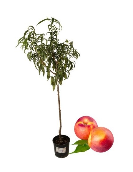 Früher gelber Walnuss-Pfirsichtopf 22