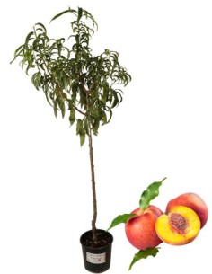 Spätgelber Walnuss-Pfirsichbaum, Topf 22