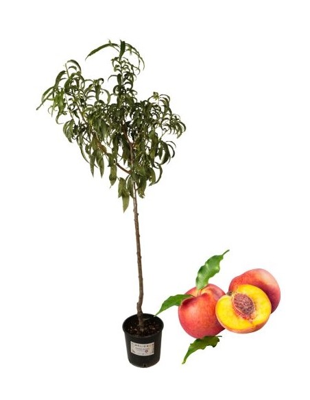 Spätgelber Walnuss-Pfirsichbaum, Topf 22