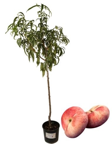 Angeln Noce Platicarpa Glas 22