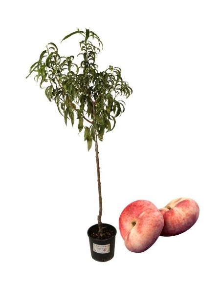 Pesca Noce Platicarpa Vaso 22