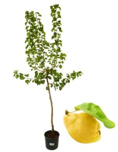 Aber Cotogno Vase 22
