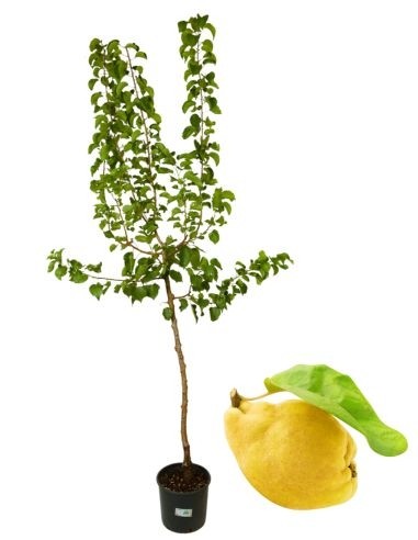 Aber Cotogno Vase 22
