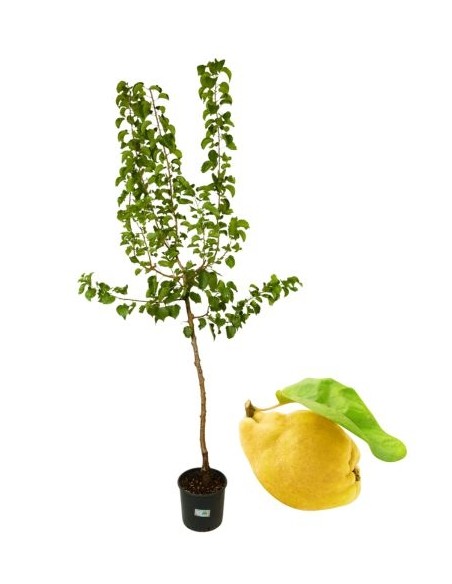 Aber Cotogno Vase 22
