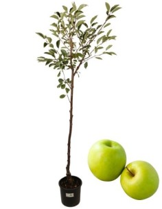 Goldener weißer Apfelbaum, Topf 22