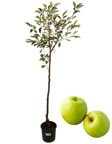 Goldener weißer Apfelbaum, Topf 22