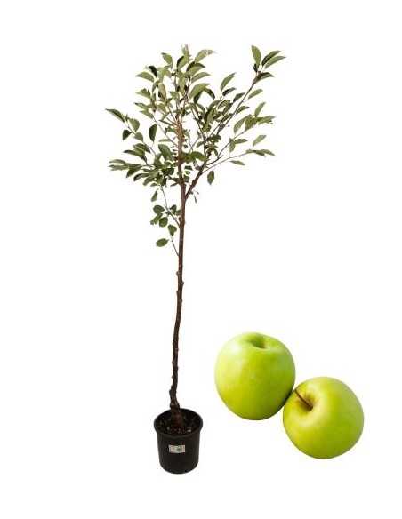 Goldener weißer Apfelbaum, Topf 22