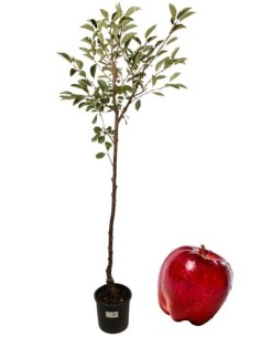 Melo Delicious Vaso 22