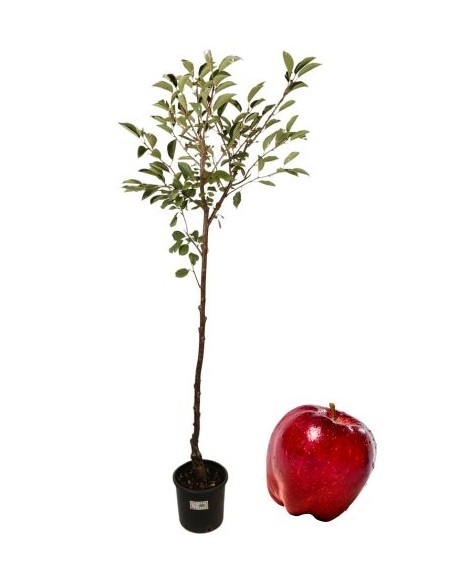 Melo Delicious Vaso 22