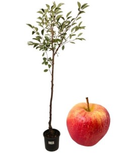Melo Renetta Vase 22