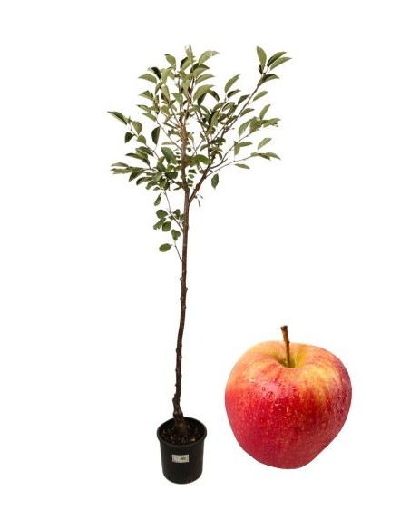 Melo Renetta Vaso 22