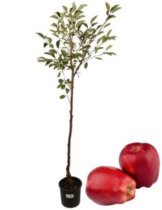 Kaiserapfelbaum Topf 22