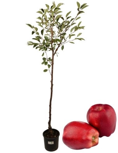Kaiserapfelbaum Topf 22