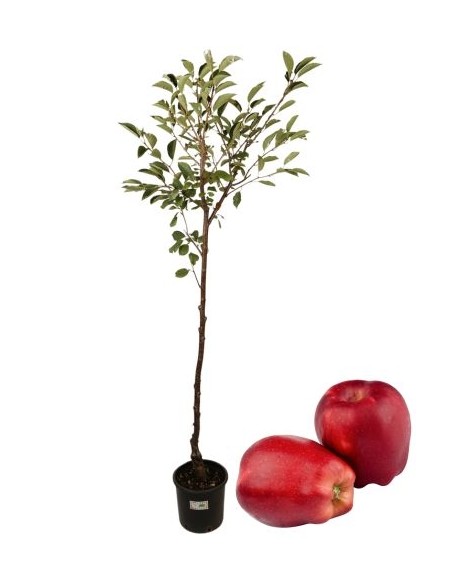Kaiserapfelbaum Topf 22