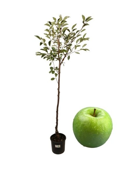 Melo Granny Smith Vaso 22