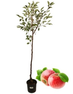Alter Belluneser Rosetta-Apfelbaum, Vase 22
