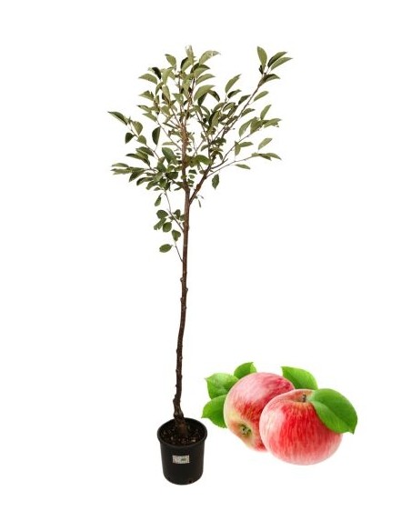 Alter Belluneser Rosetta-Apfelbaum, Vase 22