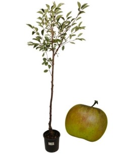 Antiker Klamani-Apfelbaum-Topf 22