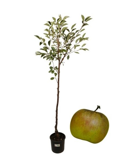 Antiker Klamani-Apfelbaum-Topf 22