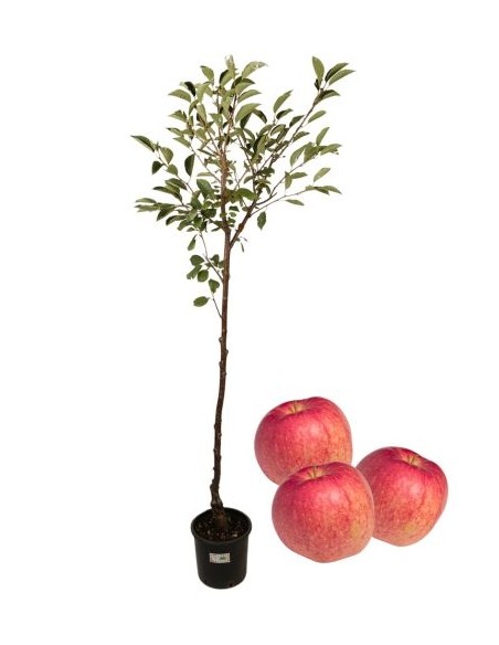 Melo Antico Annurca Vaso 22