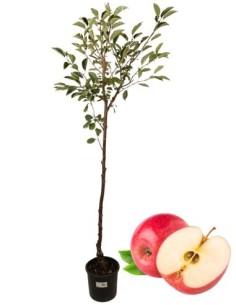 Antike Vase mit Rosen- und Apfelbaummotiv, 22